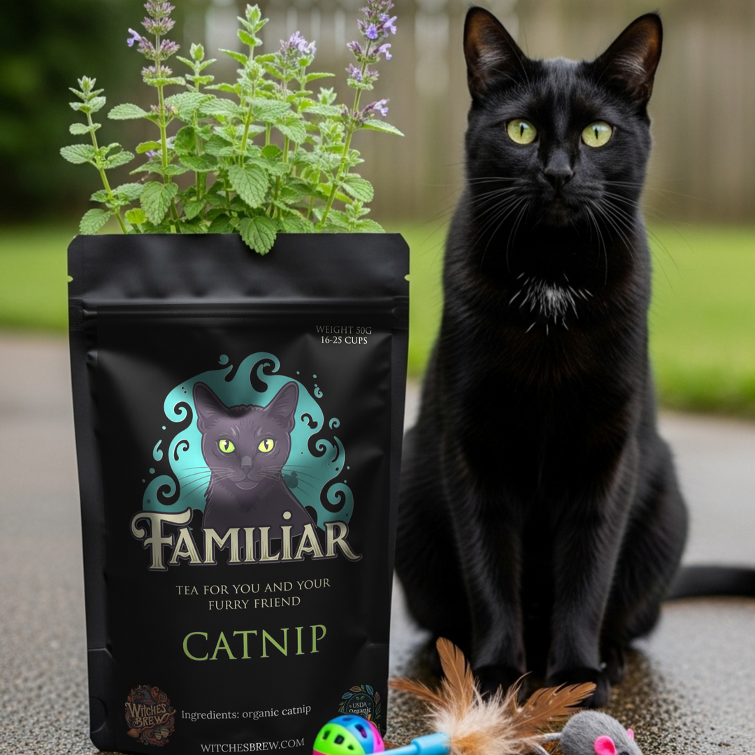 Black cat sitting next to a bag of Familiar catnip with cat toys on a concrete surface.